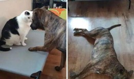 娱乐吃瓜狗,吃瓜狗带你探秘明星幕后故事