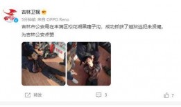 苦索喝醉爆料视频,揭秘娱乐圈不为人知的真相