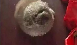 圈内泰迪爆料,揭秘娱乐圈不为人知的幕后故事