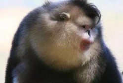 娱乐圈爆料金丝猴,金丝猴疑涉感情纠葛，真相扑朔迷离！