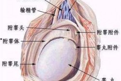 睾丸被爆料有多疼视频,视频曝光疼痛瞬间
