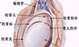 睾丸被爆料有多疼视频,视频曝光疼痛瞬间