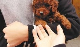 圈内泰迪爆料,揭秘娱乐圈不为人知的幕后故事