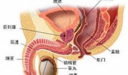睾丸被爆料有多疼视频,视频曝光疼痛瞬间