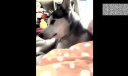 王者爆料哈士奇视频在线观看,哈士奇萌态视频，在线观看笑翻天！