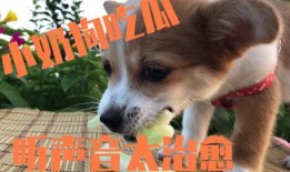 娱乐吃瓜狗,吃瓜狗带你探秘明星幕后故事